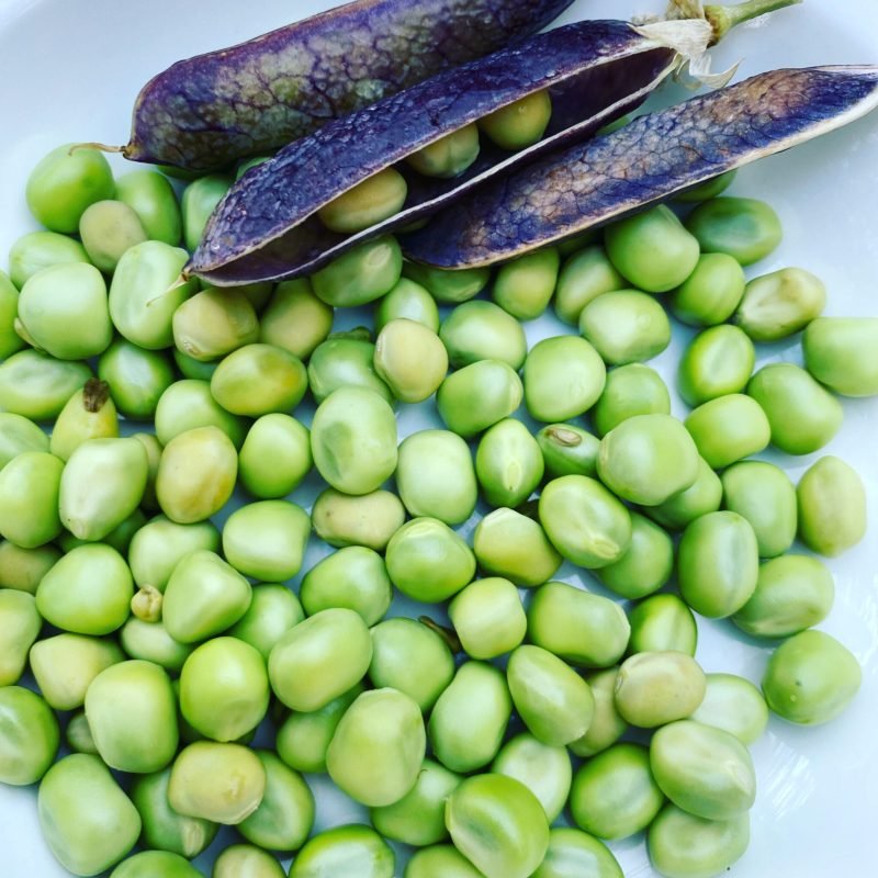 gorel-peas-7340497