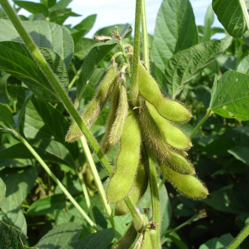 soy plants